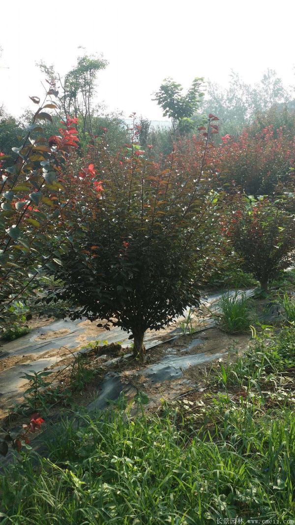 紅梅苗木-沭陽長景園林 紅梅苗木-沭陽長景園林