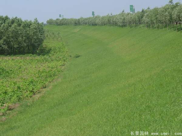 河提邊坡植草護坡綠化圖片