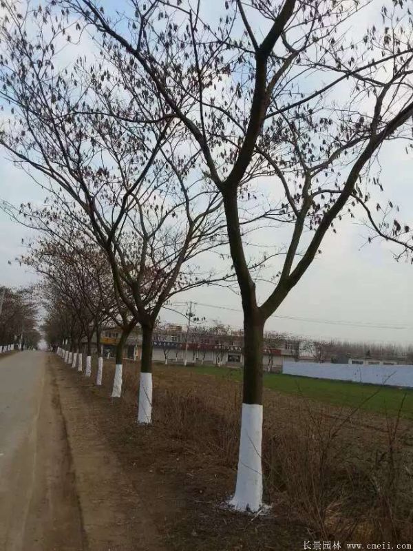 合歡樹圖片合歡樹基地實拍