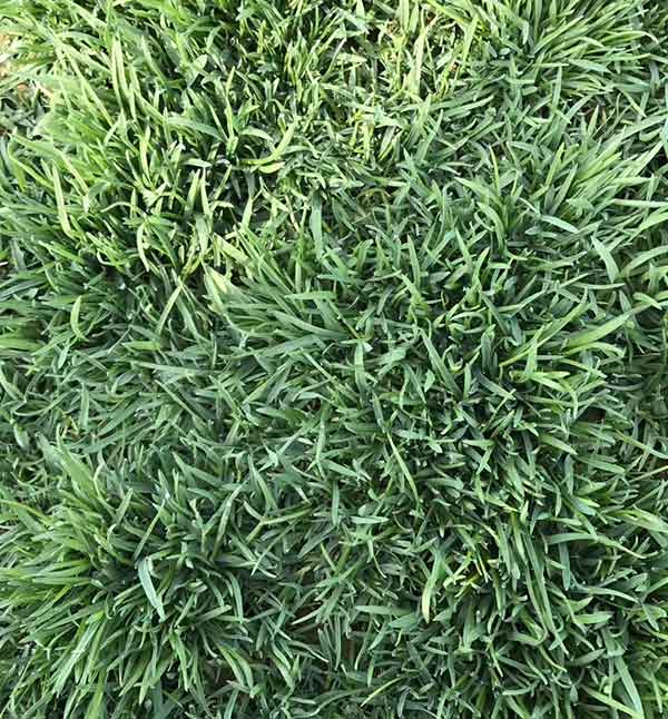 早熟禾耐旱性能好嗎？干旱地區(qū)能不能種植？