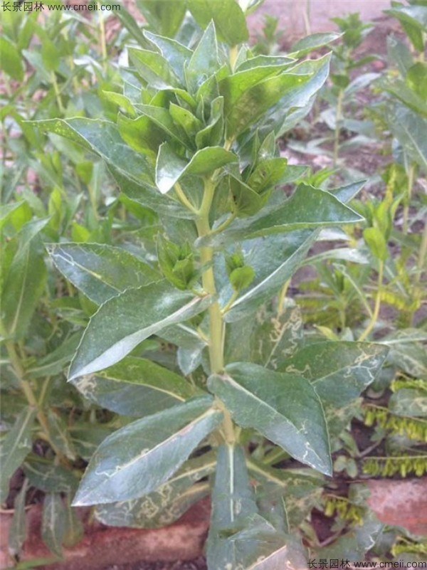 紅花種子浸種催芽泡多長時間？