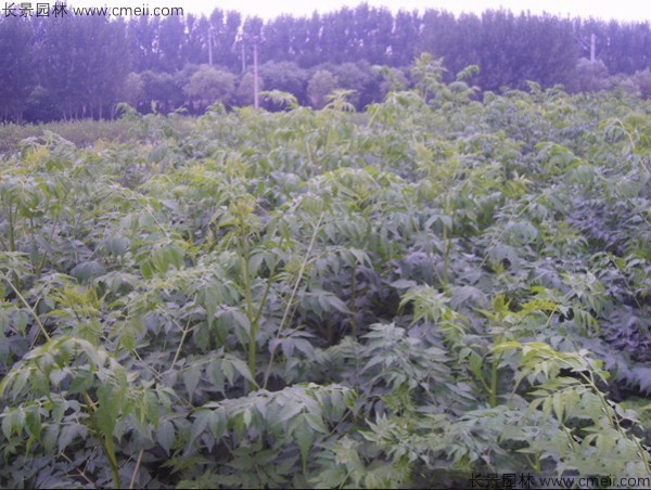 苦楝種子發(fā)芽出苗圖片
