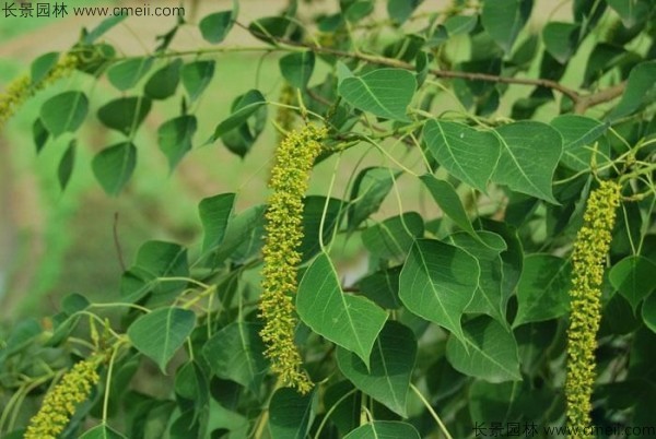 烏桕種子發(fā)芽出苗圖片 烏桕種子發(fā)芽出苗圖片