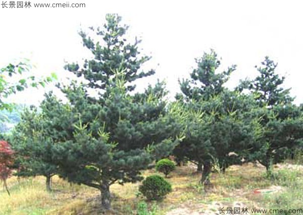 五針?biāo)煞N子發(fā)芽出苗圖片
