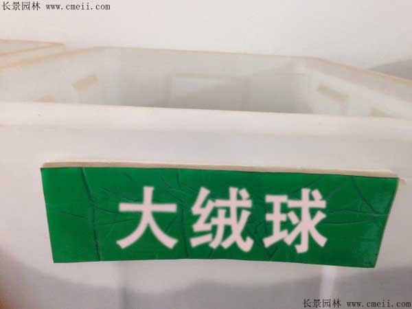 采購(gòu)大絨球種子去哪里