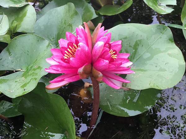 并蒂蓮?fù)肷徏t花紫花