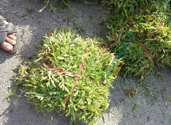 大葉油草的繁殖方式有哪幾種？容易操作嗎？