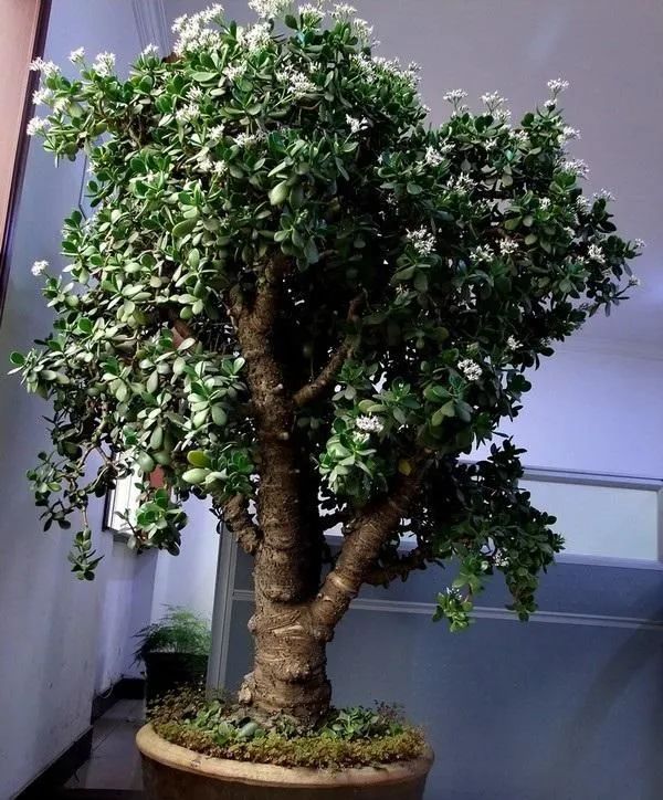 1673153213201097.jpg 玉樹(shù).jpg